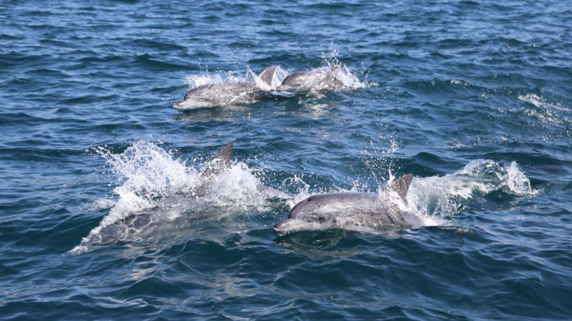 제주 서귀포 대정읍 동일리 앞바다에서 유영하는 야생 남방큰돌고래